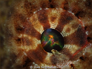 Explosion -
in the eye of a frogfish by Uwe Schmolke 